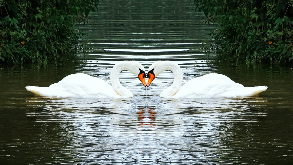 Schwäne - zusammen Ensemble singen